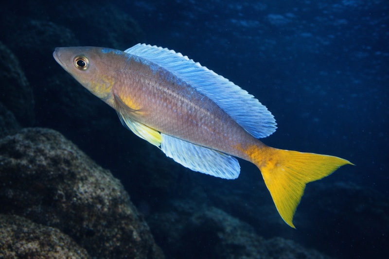 Cyprichromis sp. 'dwarf jumbo' Kigoma